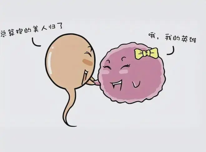 深度科普:人类卵子体积是精子的千万倍,还会主动选择心仪的精子