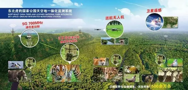 深耕东北虎豹生态国际传播,吉视传媒以AIGC内容创作拓宽广电数字化转型之路