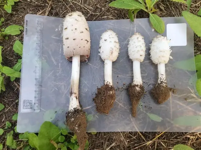 通州8公园发现7种毒蘑菇！北京将进入蘑菇中毒高发时段，切勿采食野生蘑菇