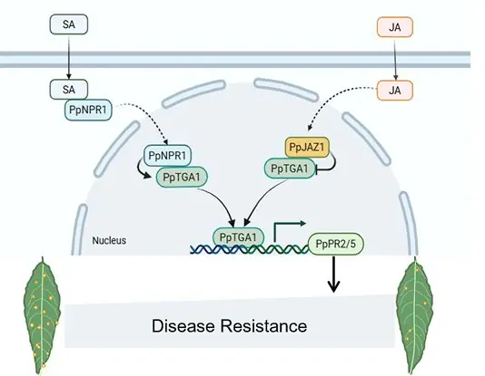 我国科学家破解桃树细菌性穿孔病防御密码