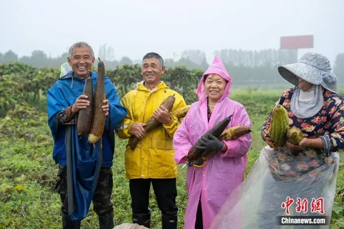 从大别山到旧金山,“中国刷锅神器”丝瓜络逆袭了?