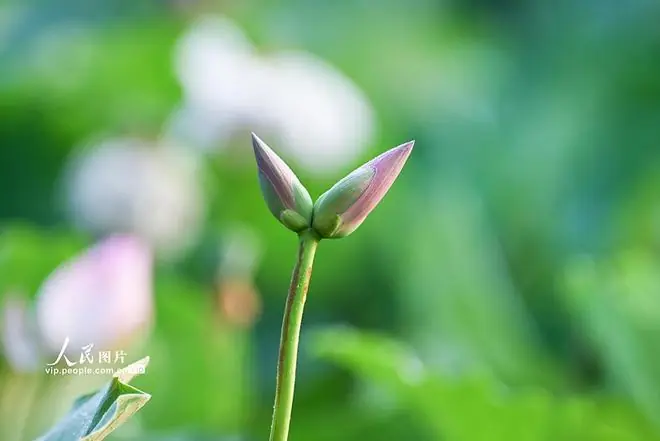 北京莲花池公园并蒂莲二