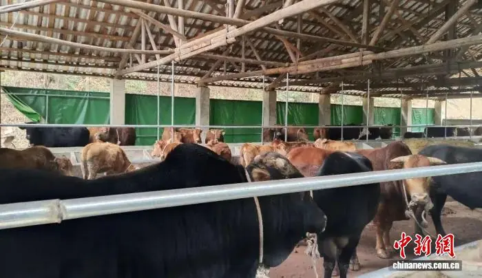 江西瑞昌:特色种养齐发力 产业富民助增收