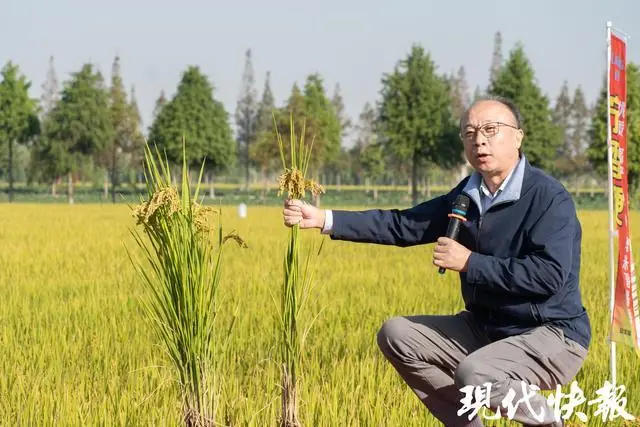 南京农业大学丁艳锋团队获国家科技进步奖二等奖,二十年稻田坚守为一碗中国好饭