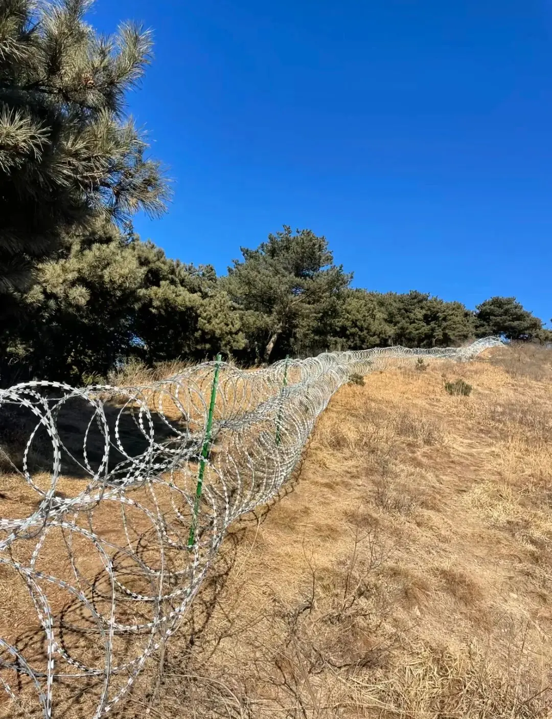 泰山刀片网被质疑影响动物迁徙,泰安市民:多次见动物挂刀片网死亡