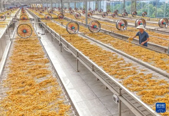 湖南衡阳:黄花菜飘香采收忙