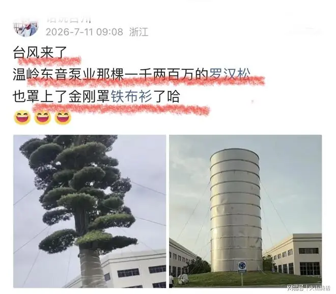 台风来了!温岭东音泵业一棵价值1200万的罗汉松,罩上“金刚罩铁布衫”