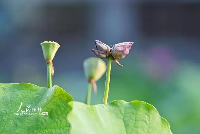 北京:莲花池公园并蒂莲花开